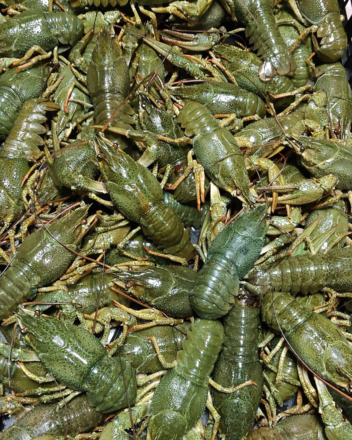 Раки живые